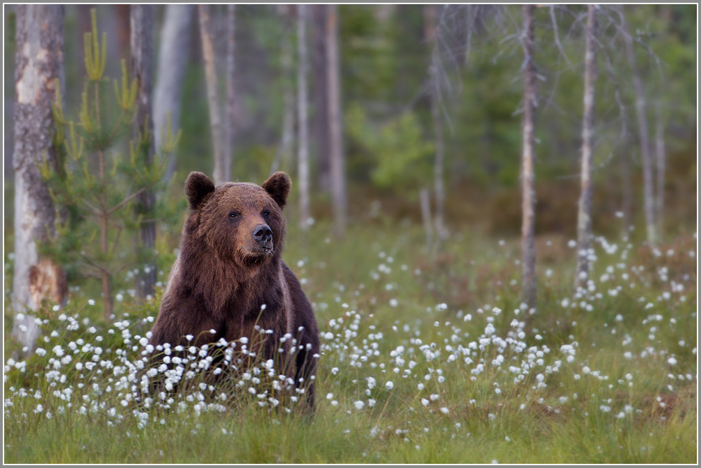 Bärenstark ...