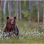 Bärenstark ...