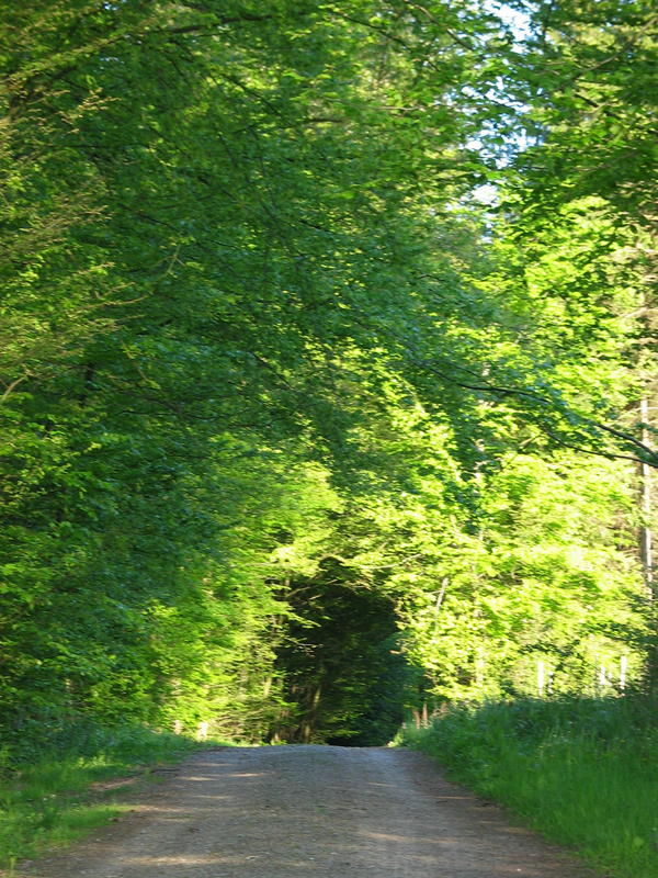 Bärentalweg im Frühsommer