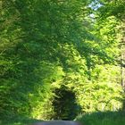 Bärentalweg im Frühsommer