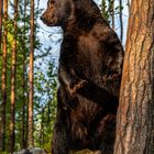 Bärentanz in der finnischen Abendsonne