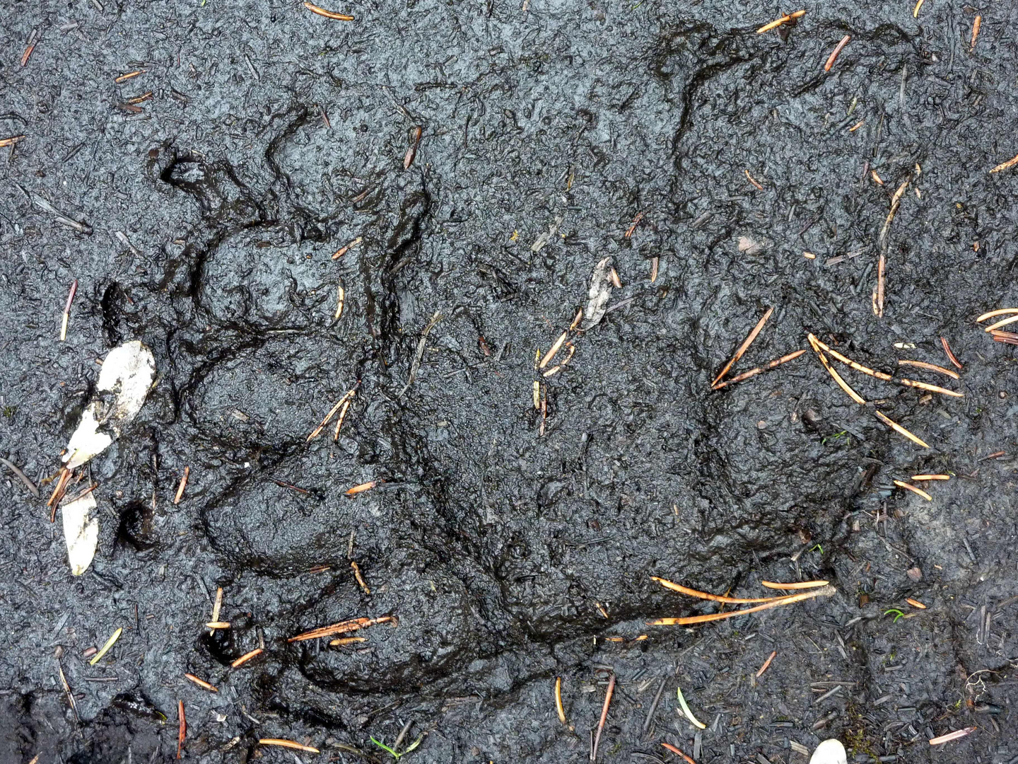 Bärentapsen im Wald