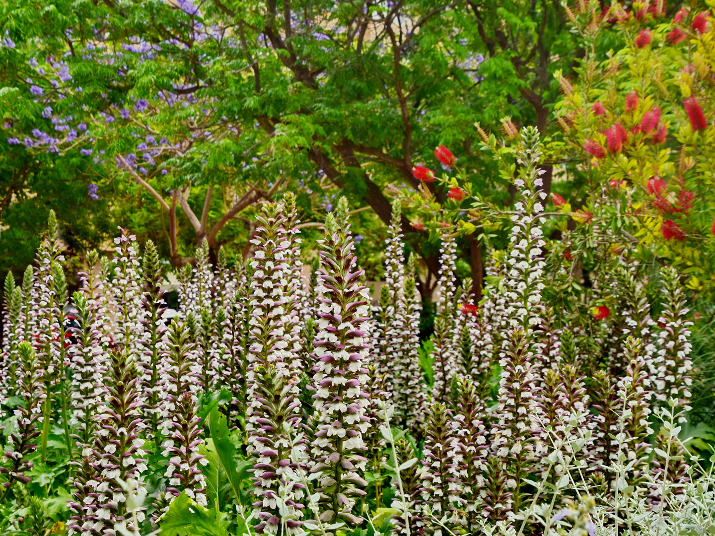 Bärentatze, oder Morgenkerze Acanthus