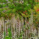 Bärentatze, oder Morgenkerze Acanthus