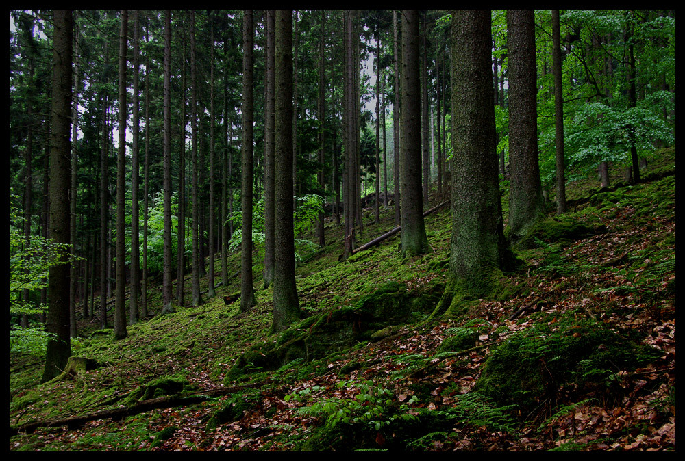 Baerenthal Spaziergang: #1