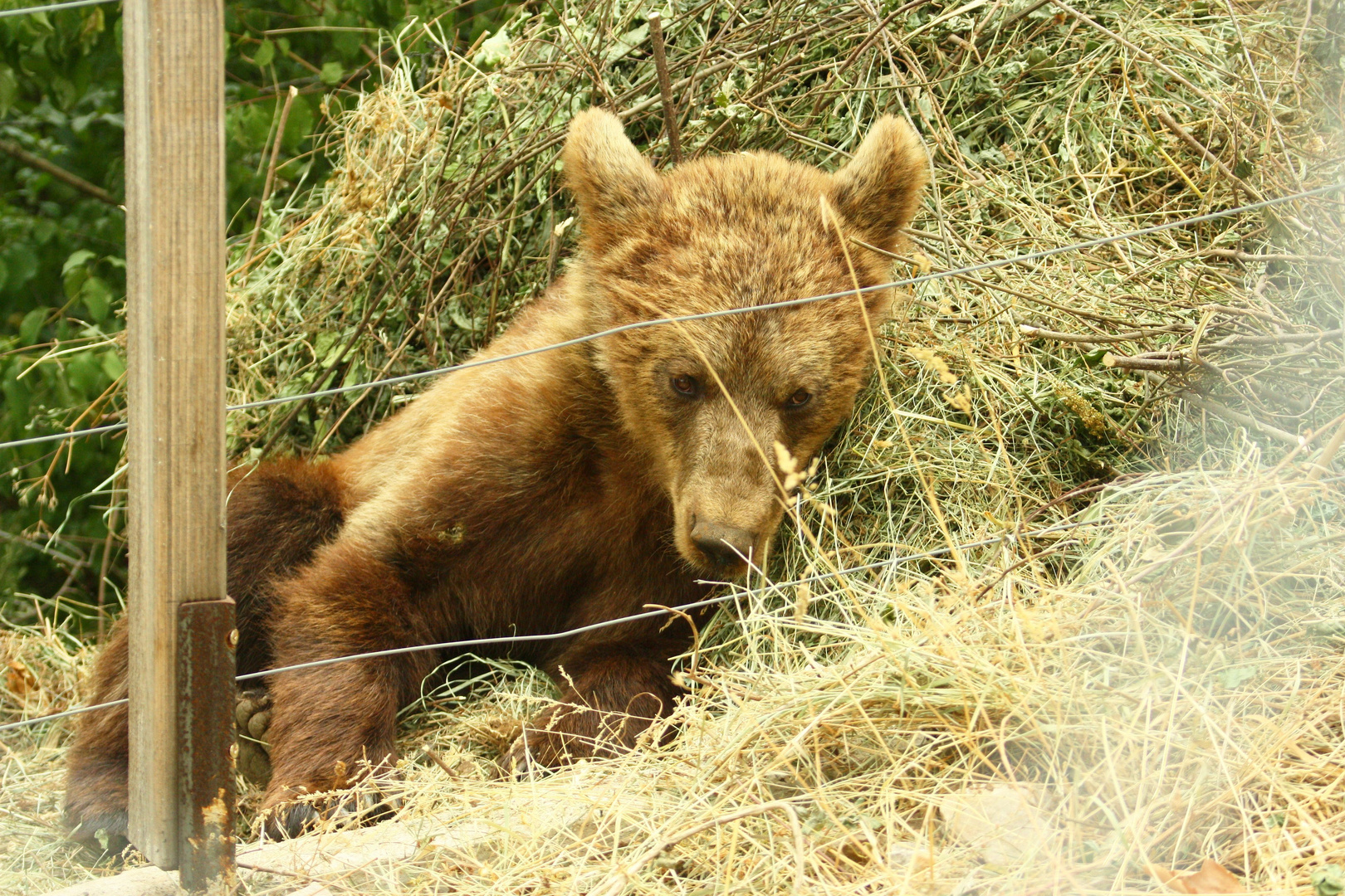 Bärenwaise in der Bärenauffangstation Kuterevo (Kroatien)