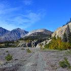 Bärenwanderung im Kluane NP