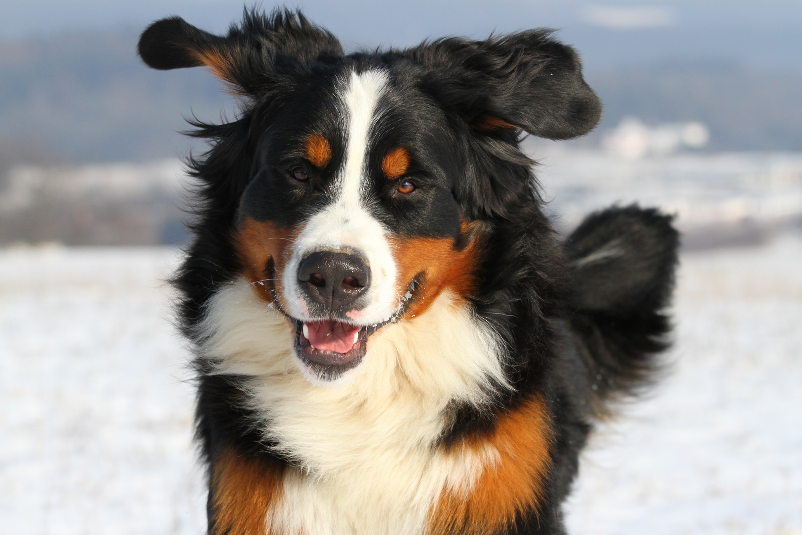 Bäri hat viel Spaß im Schnee