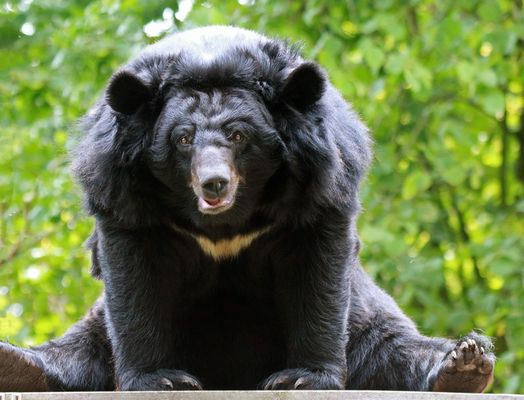 Bären Bilder & Fotos