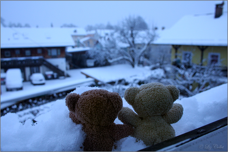 Bäriger Morgen im Blauen Winterwonderland