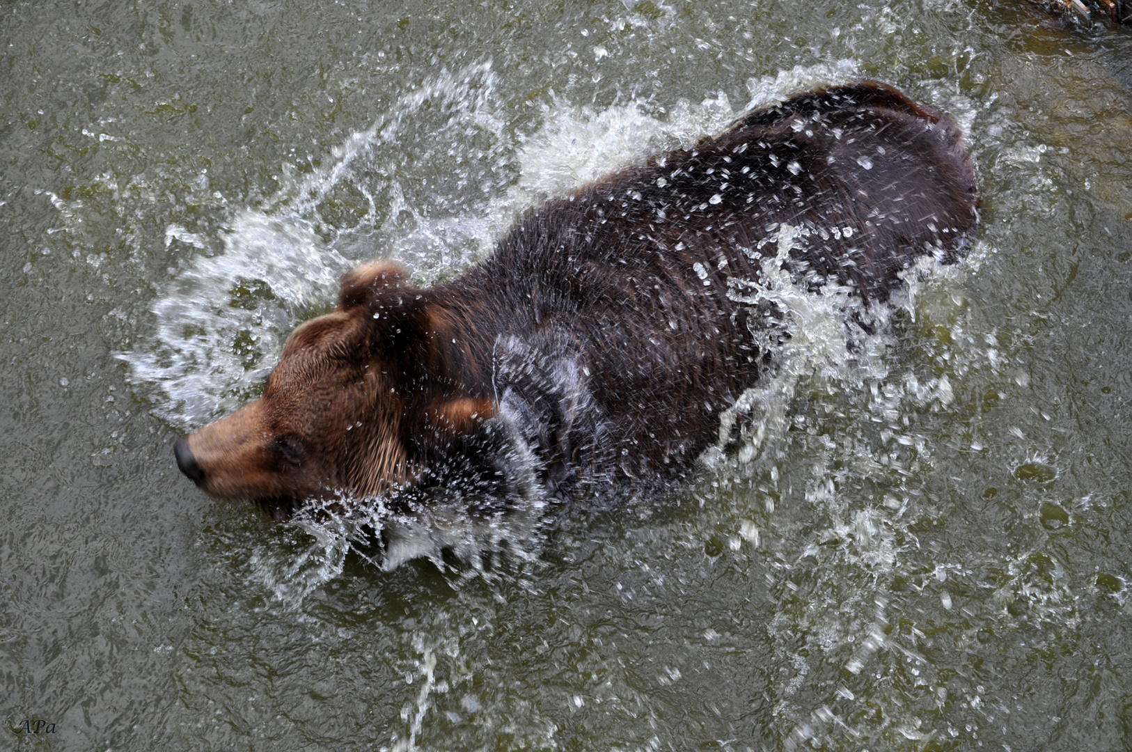 Bäriges Baden**