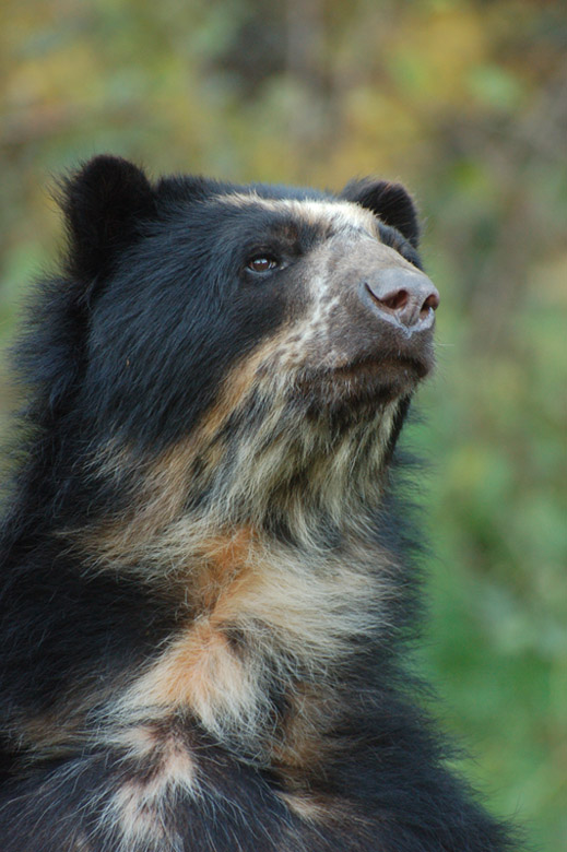 Bäriges Portrait