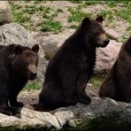 Bäriges Trio !!!