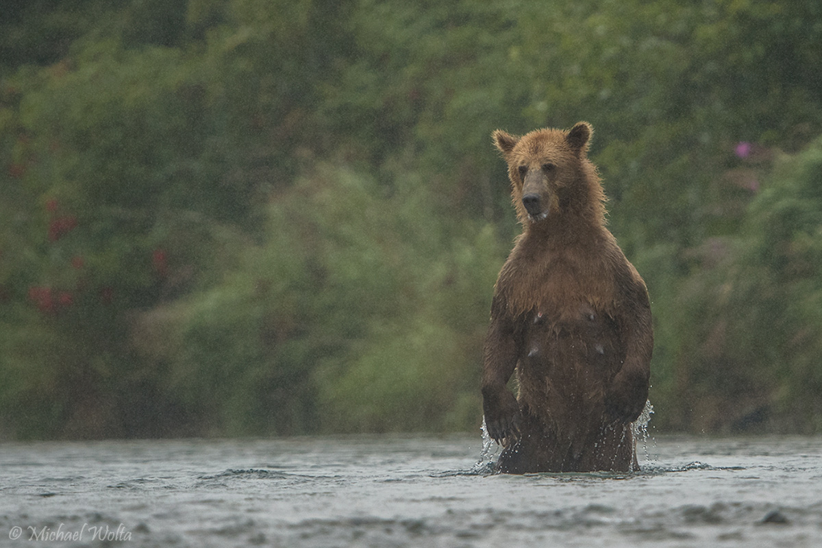 Bärin im Fluss