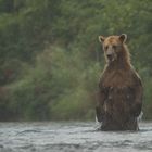 Bärin im Fluss