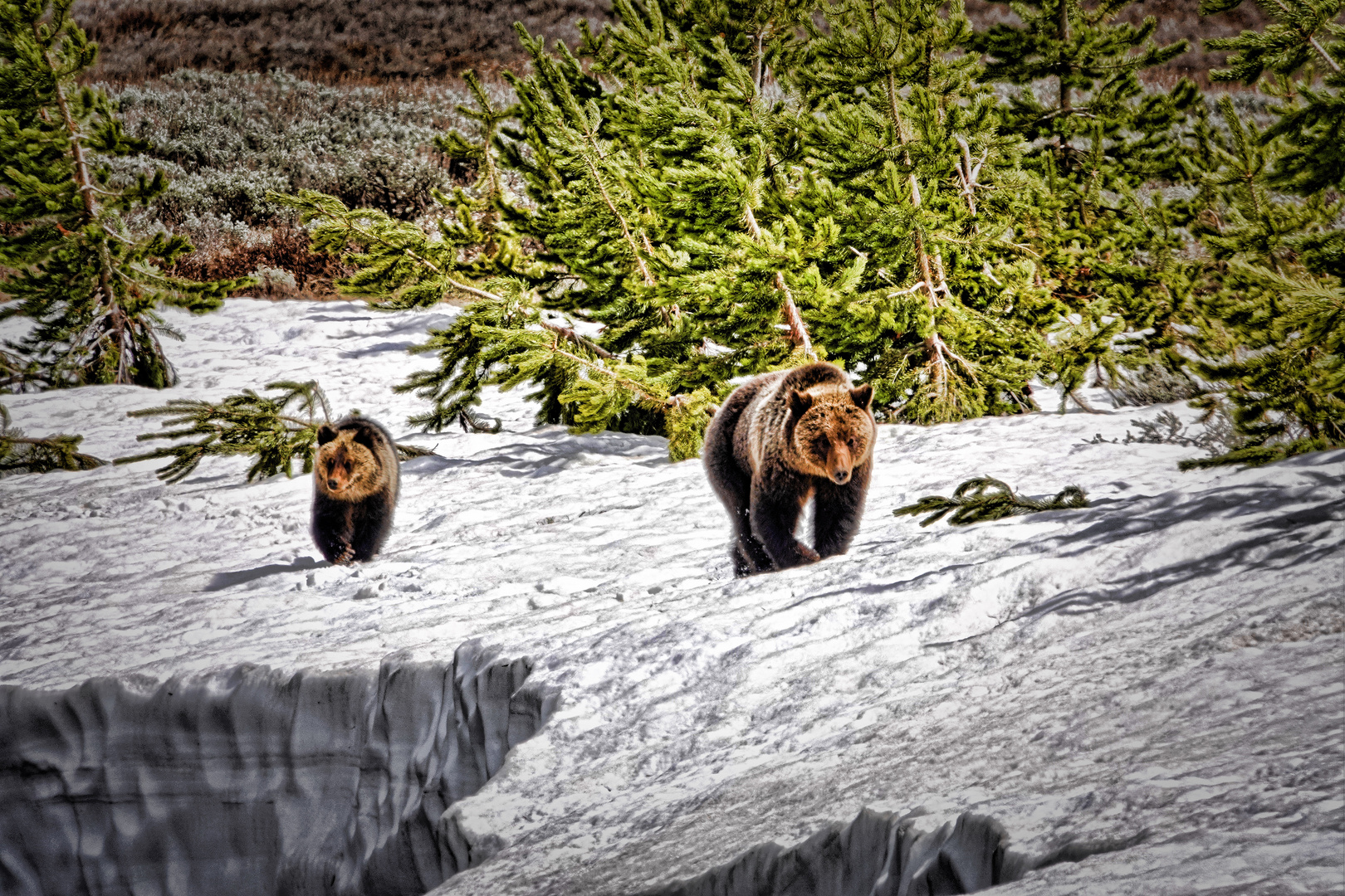 Bärin mit Nachwuchs im Yellowstone National Park