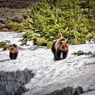 Bärin mit Nachwuchs im Yellowstone National Park