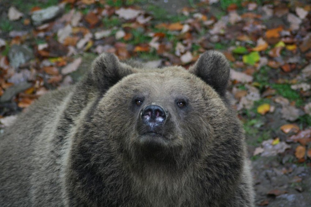 Bärin Wildpark Knüll