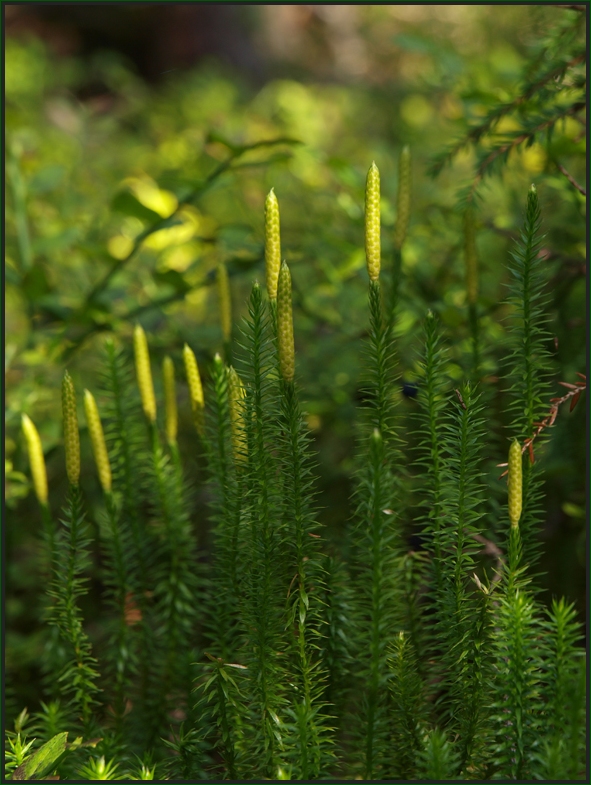 Bärlappe (2) – der Sprossende Bärlapp (Lycopodium annotinum)