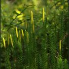 Bärlappe (2) – der Sprossende Bärlapp (Lycopodium annotinum)