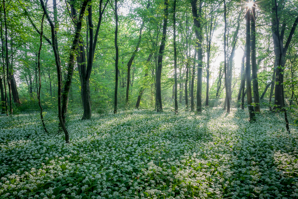 Bärlaublüte