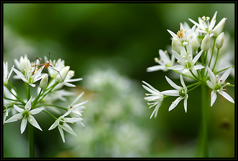 Bärlauch (3)