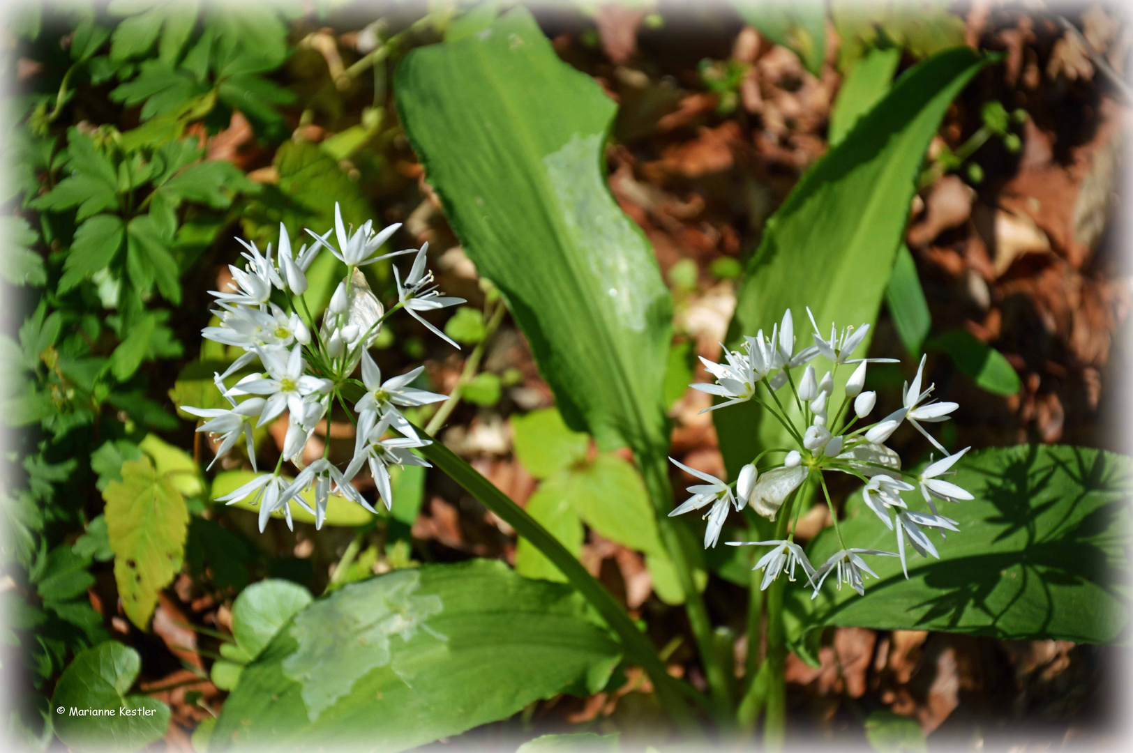 Bärlauch Foto & Bild | pflanzen, pilze & flechten, natur, wald Bilder ... Bärlauch Foto & Bild | pflanzen, pilze & flechten, natur, wald Bilder ...