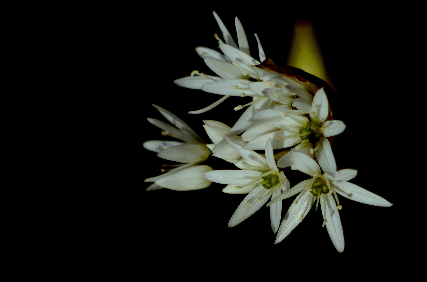 Bärlauch (Allium ursinum) 