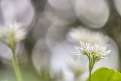 Bärlauch (Allium ursinum) _ 2