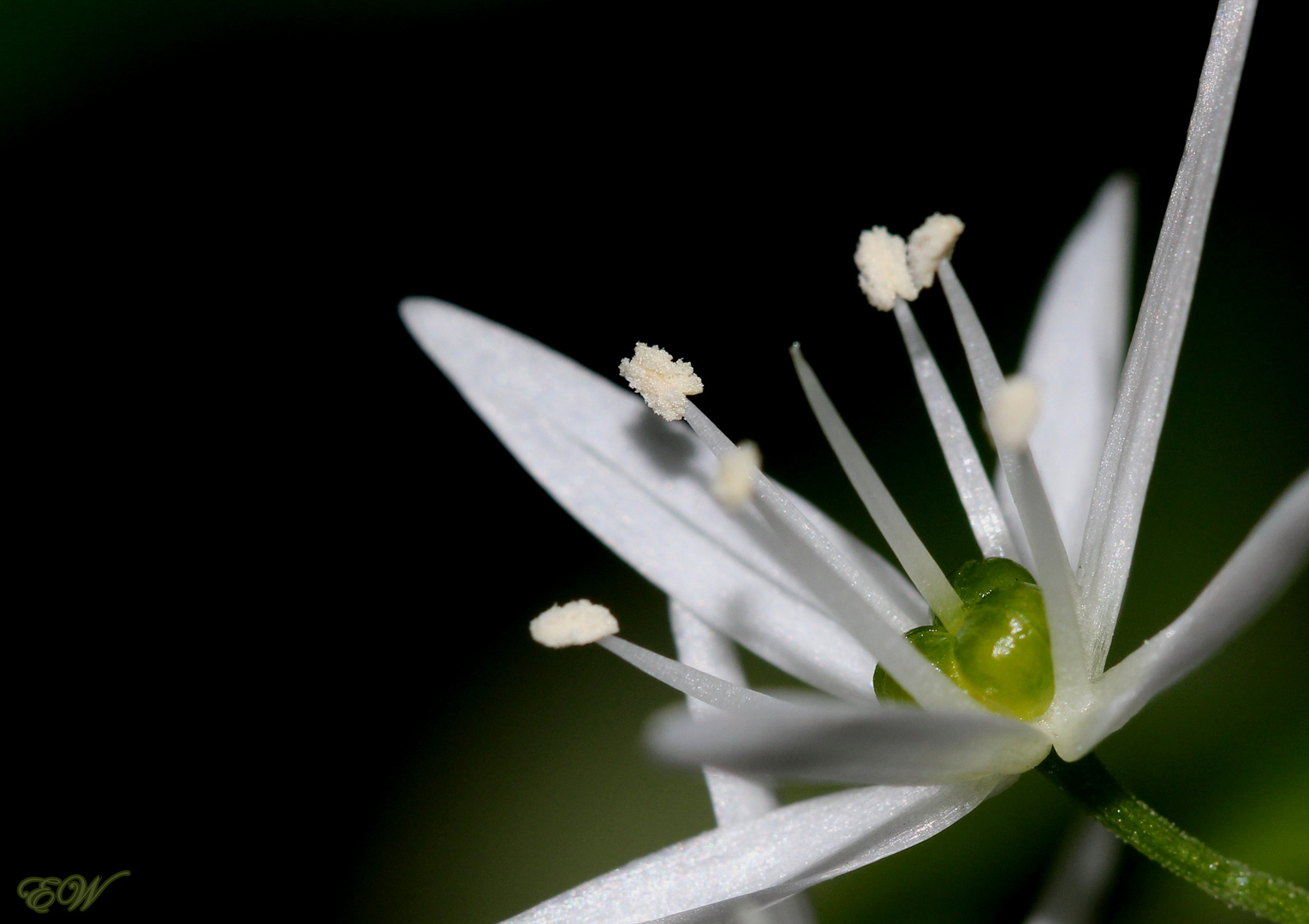 Bärlauch (Allium ursinum)