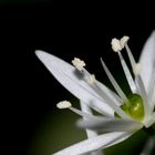 Bärlauch (Allium ursinum)