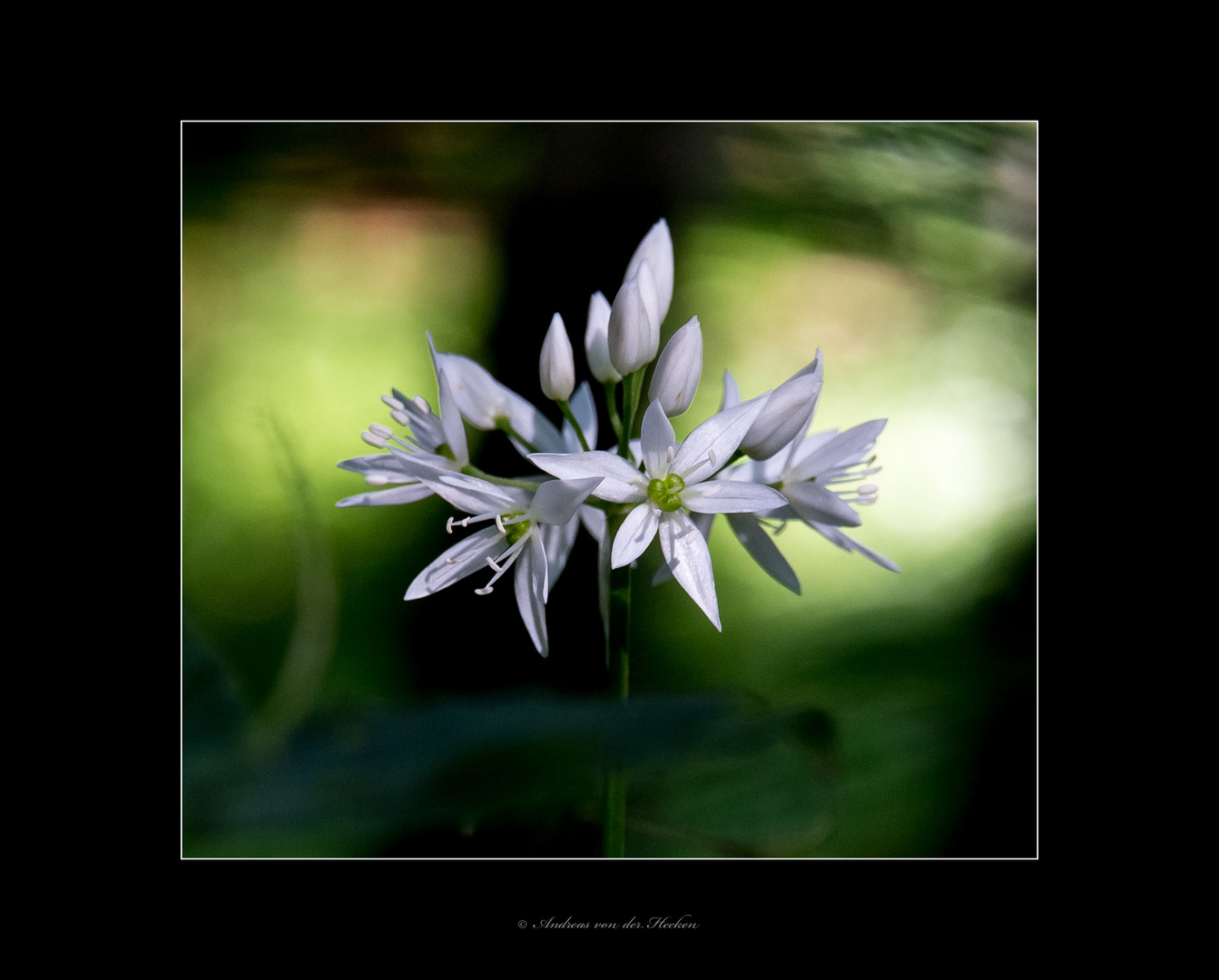 Bärlauch (Allium ursinum)