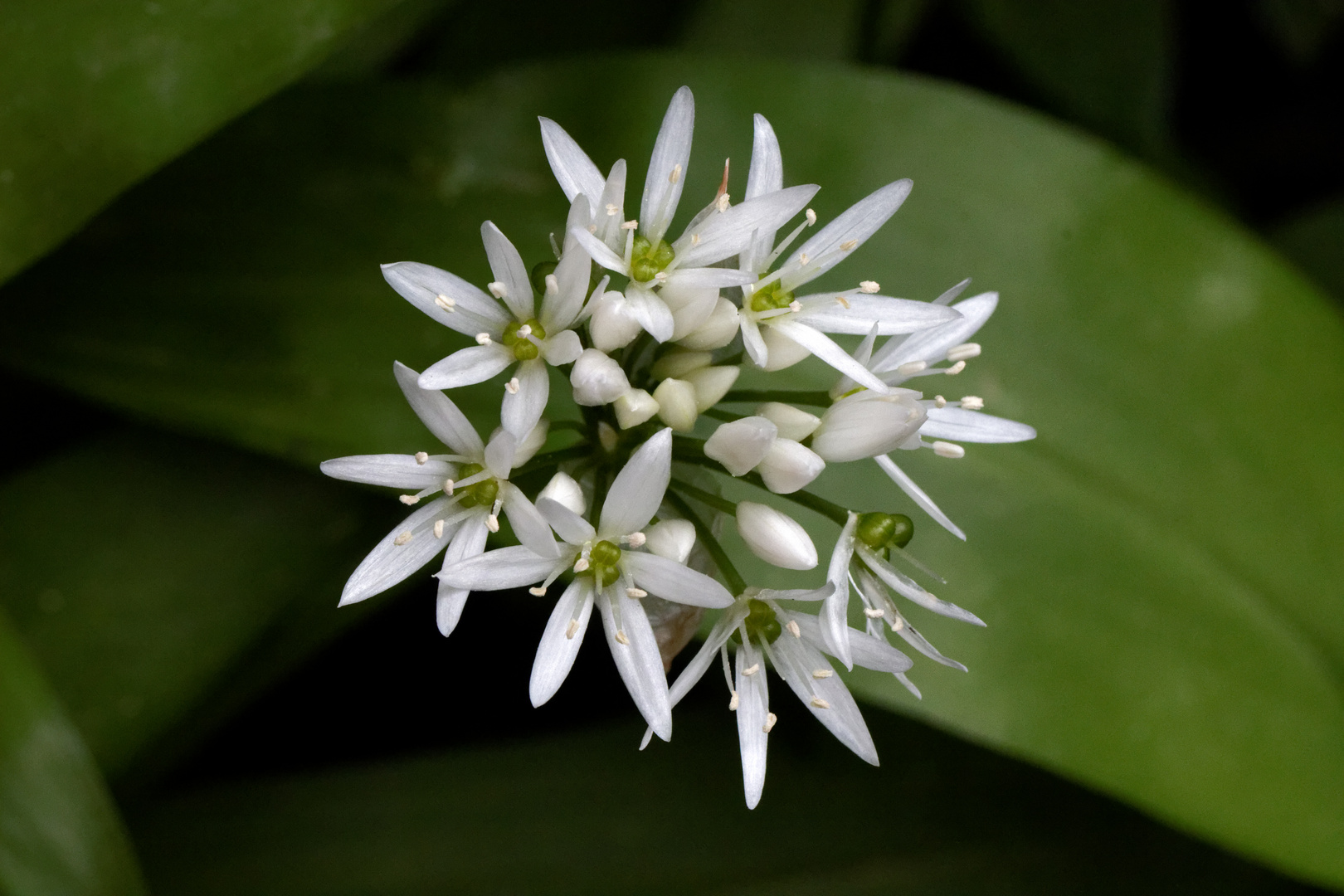 Bärlauch (Allium ursinum)