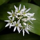 Bärlauch (Allium ursinum)