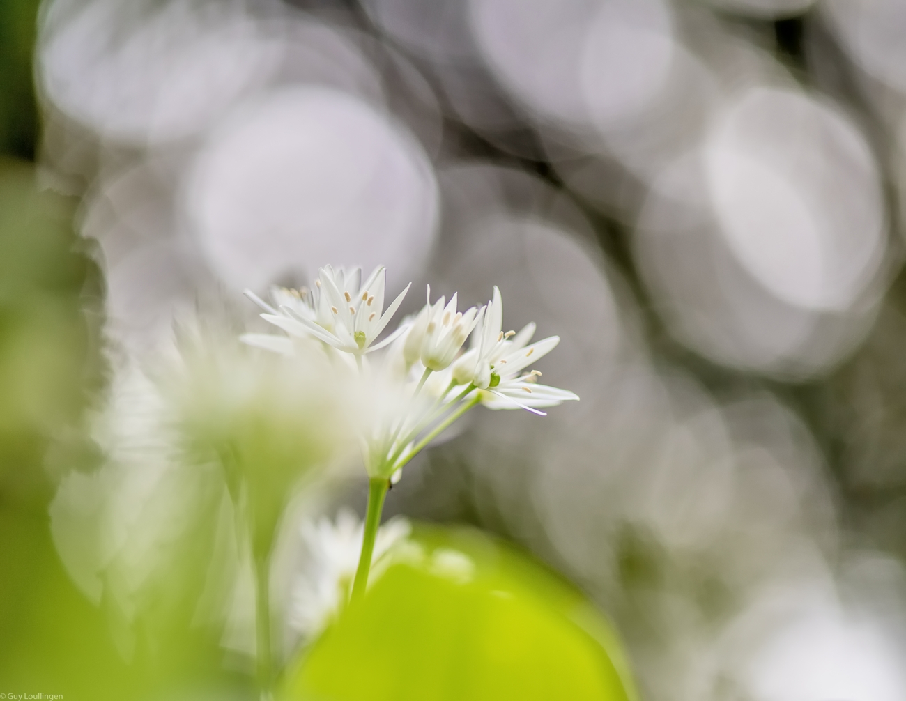 Bärlauch (Allium ursinum)