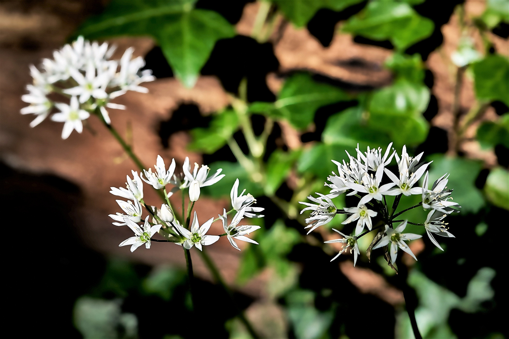 Bärlauch (Allium ursinum)