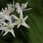 Bärlauch (Allium ursinum)