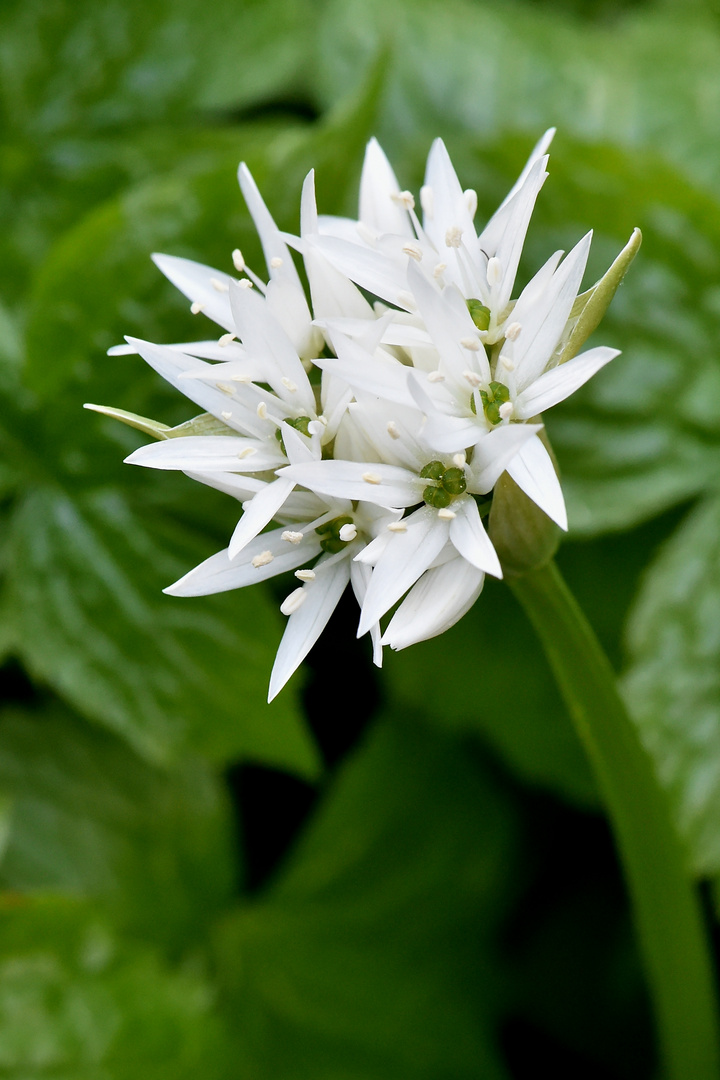 Bärlauch (Allium ursinum)