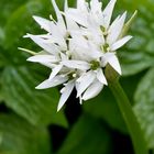 Bärlauch (Allium ursinum)