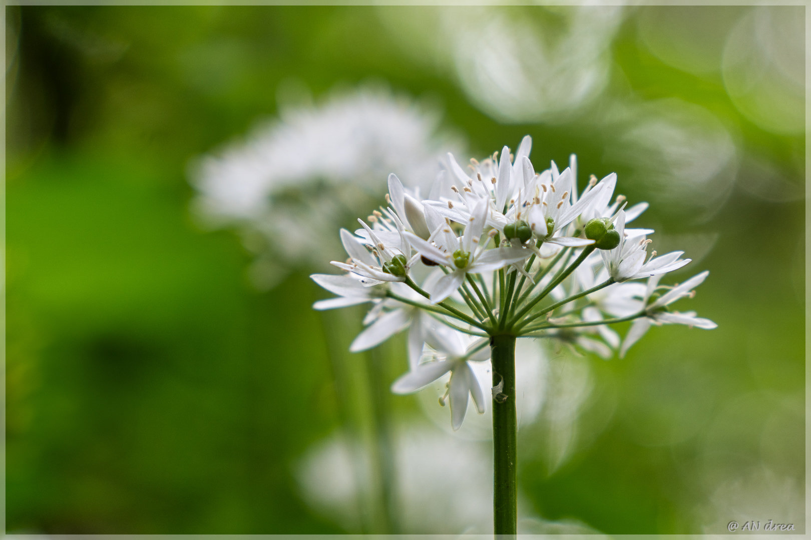 Bärlauch Allium ursinum in Jülich - Barmen