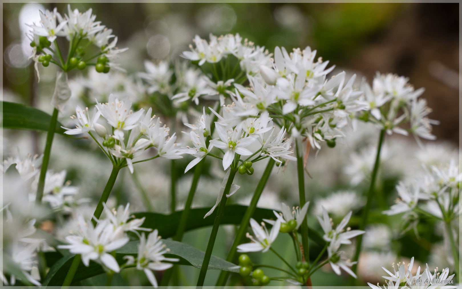 Bärlauch Allium ursinum in Jülich - Barmen