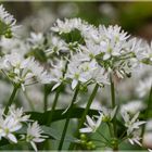 Bärlauch Allium ursinum in Jülich - Barmen