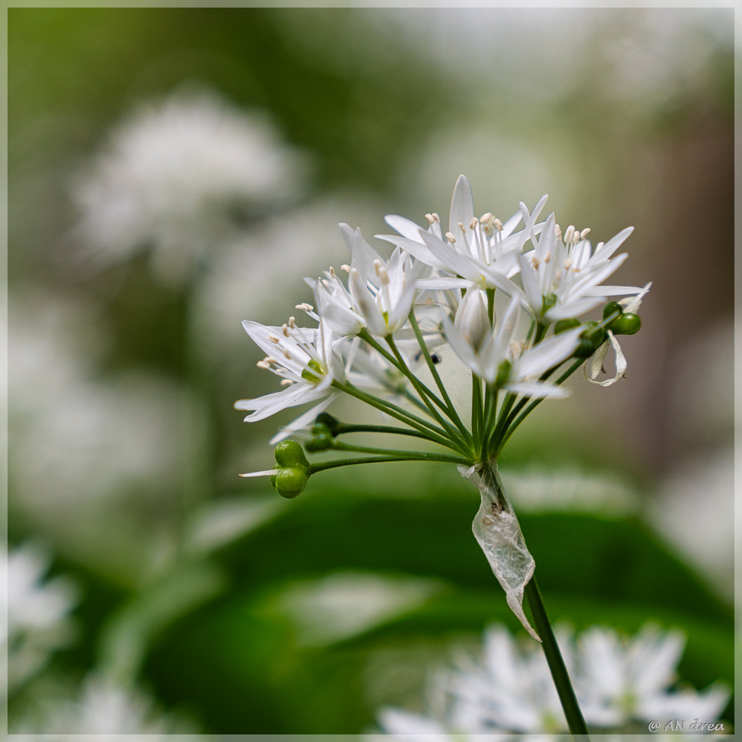 Bärlauch Allium ursinum in Jülich - Barmen