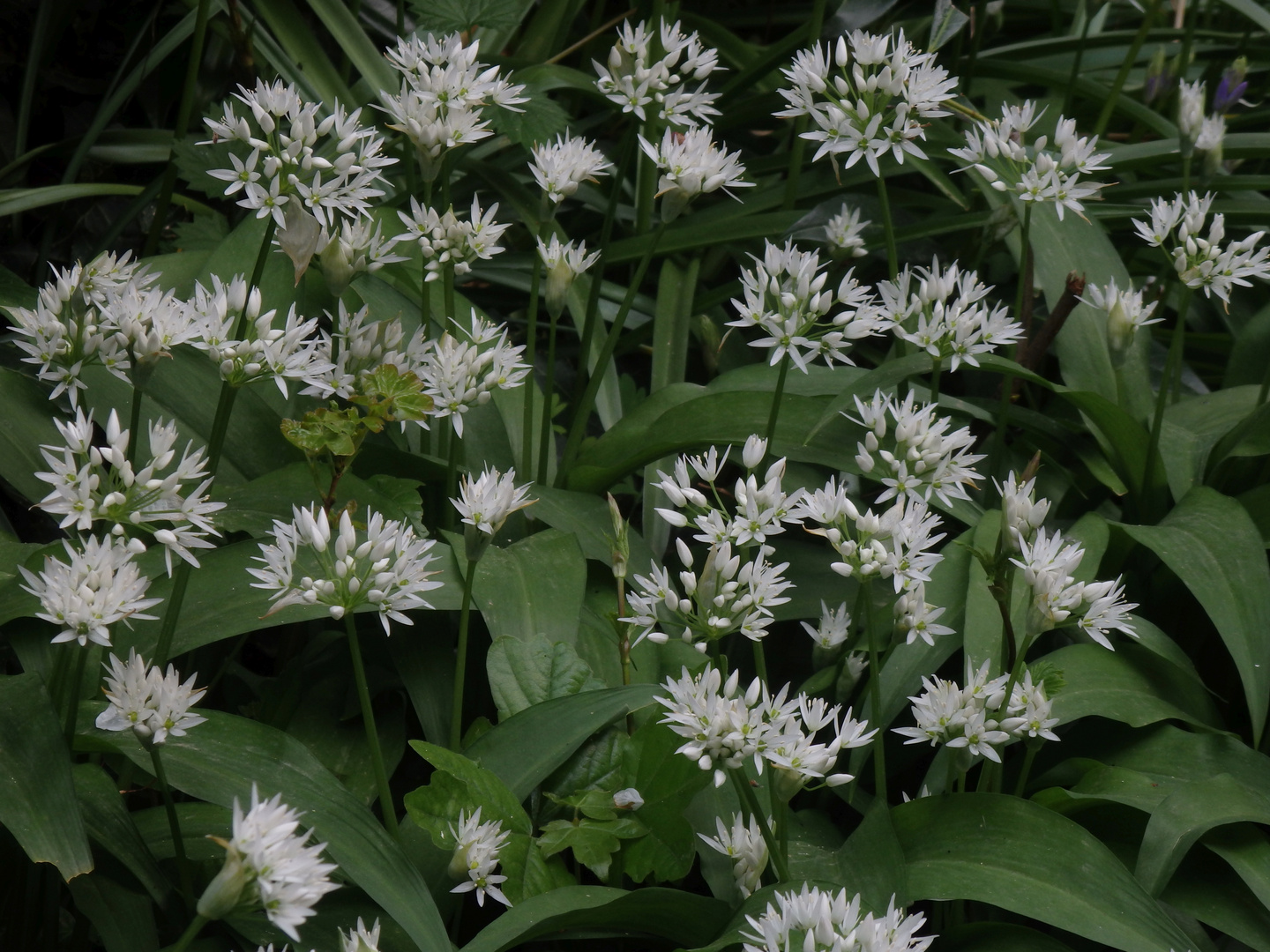 Bärlauch (Allium ursinum) in voller Blüte