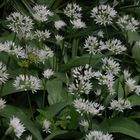 Bärlauch (Allium ursinum) in voller Blüte