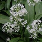 Bärlauch (Allium ursinum) in voller Blüte