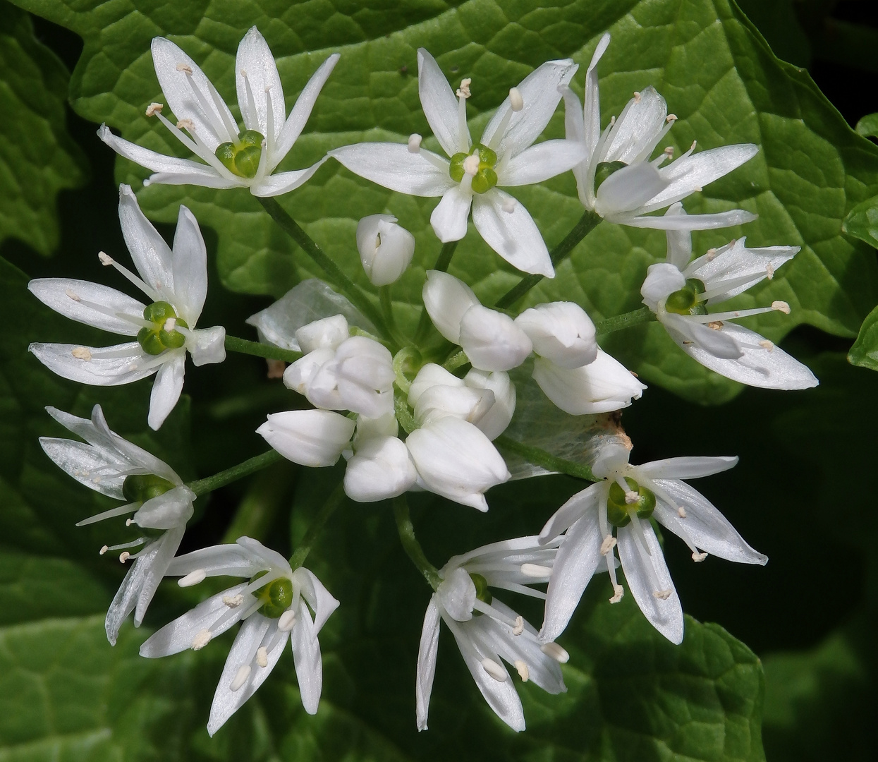 Bärlauch (Allium ursinum) in voller Blüte