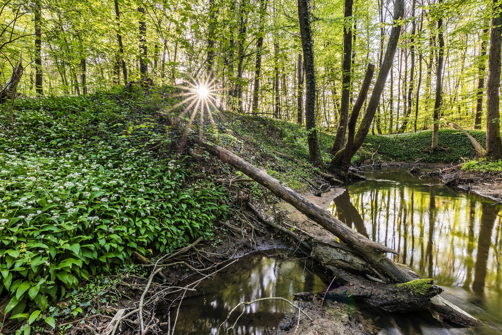 Bärlauch am Bach