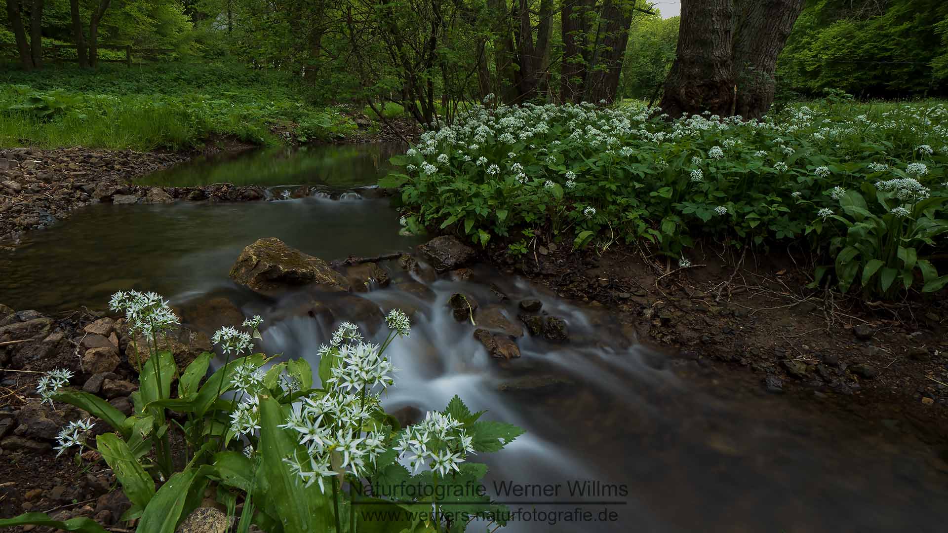 Bärlauch am Bach 