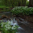 Bärlauch am Bach 